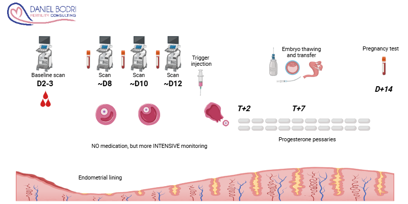 1 - FERC natural cycle Frozen embryo transfer
