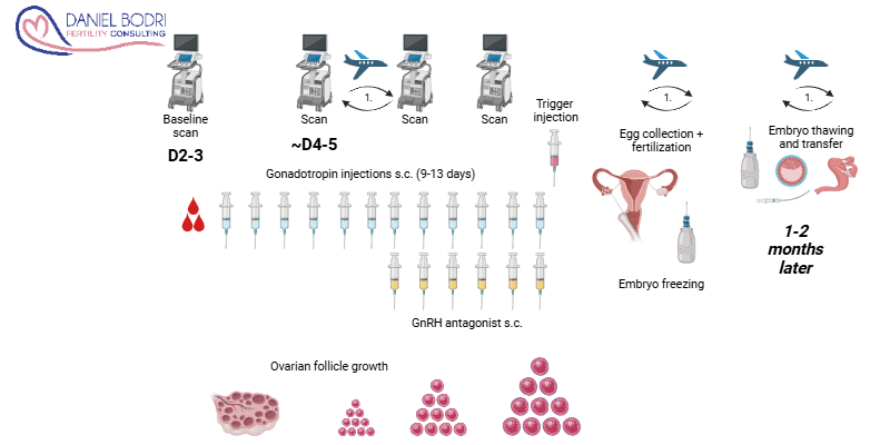 13 - CBRC IVF delayed ET cross-border reproductive care