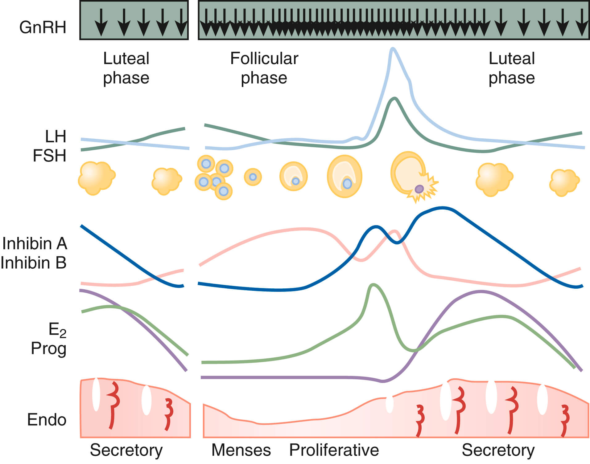 Menstrual cycle Cycle monitoring